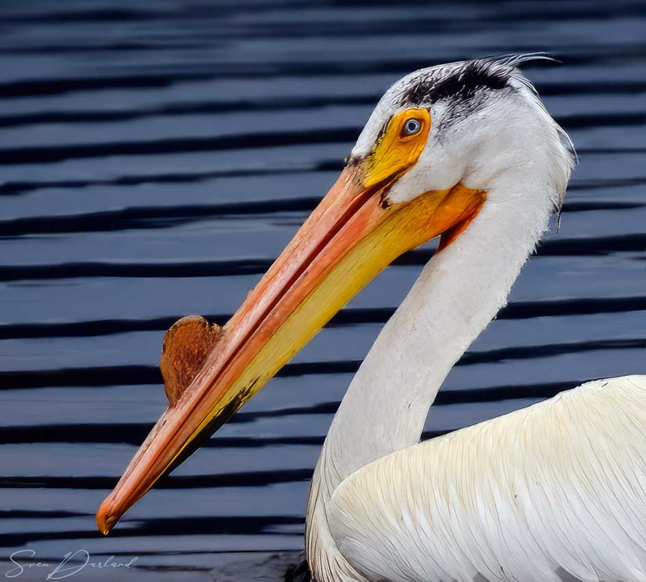 American White Pelican