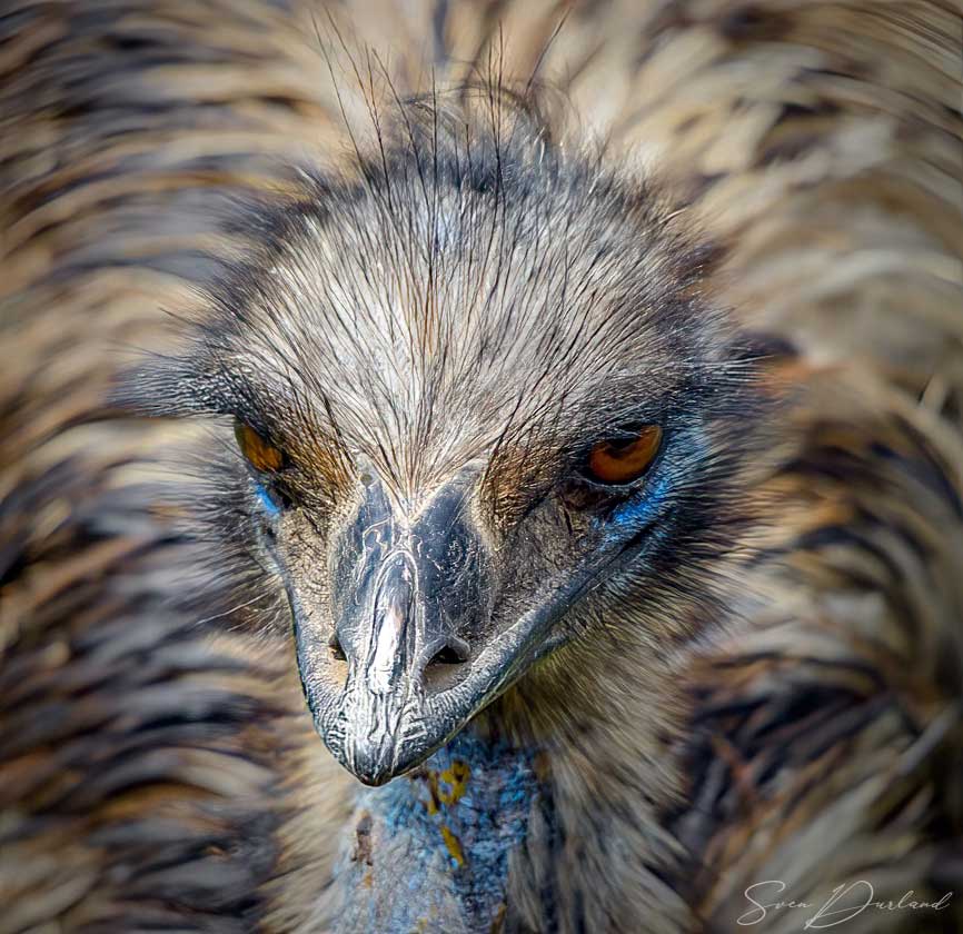 Emu face