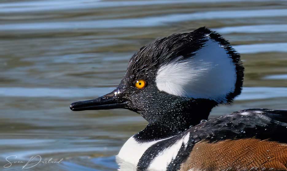 Hooded Merganser Face