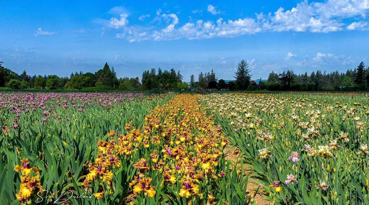 iris field, Oregon