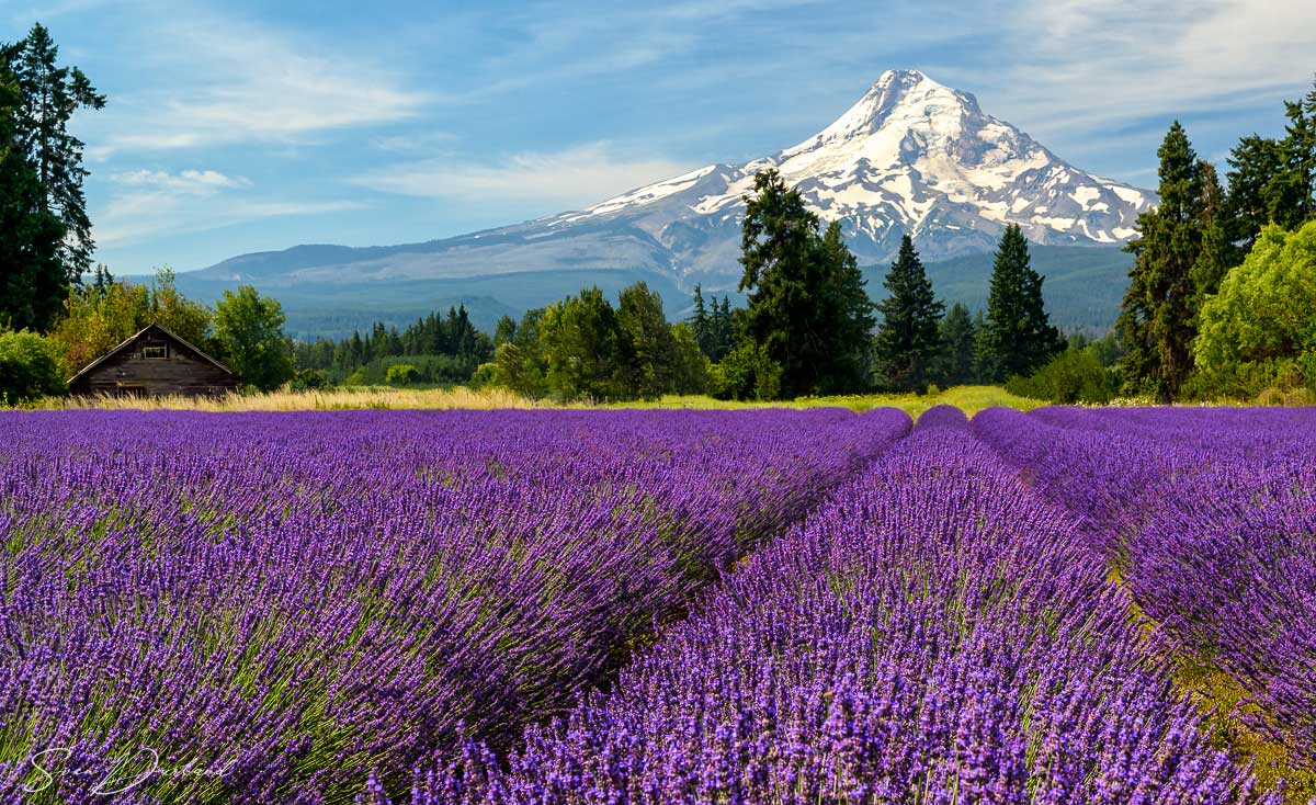 Lavender field