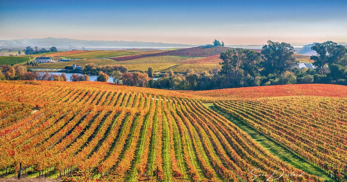 Napa Valley vineyard in the fall