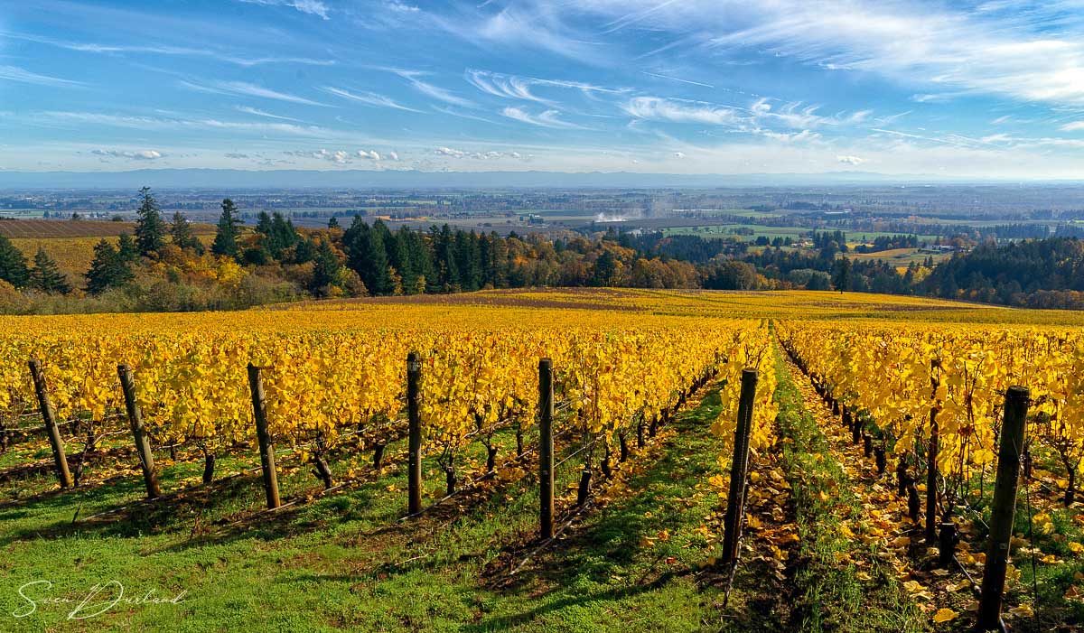 grape field, Oregon