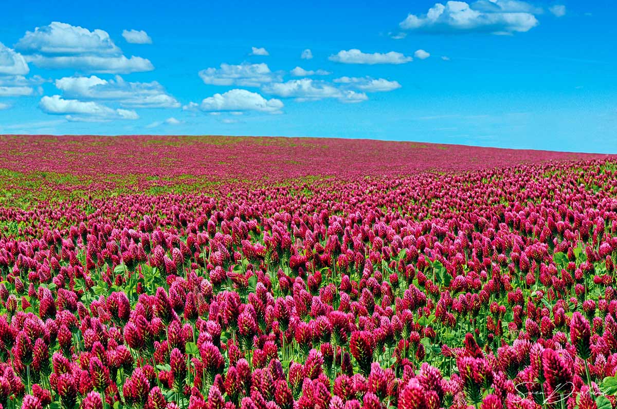 crimson clover field, Oregon