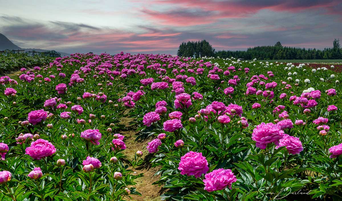 Peony field, Oregon