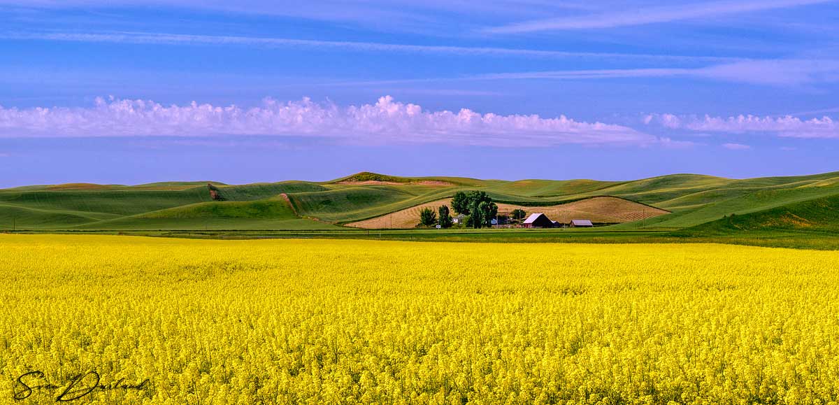 Palouse canola field