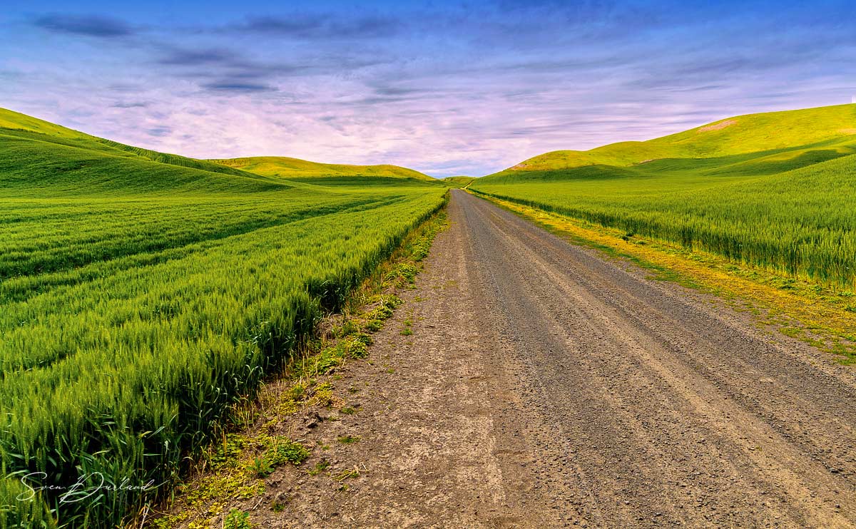 Wheat field in the Palouse