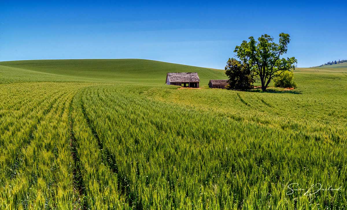 grain field in the Palouse