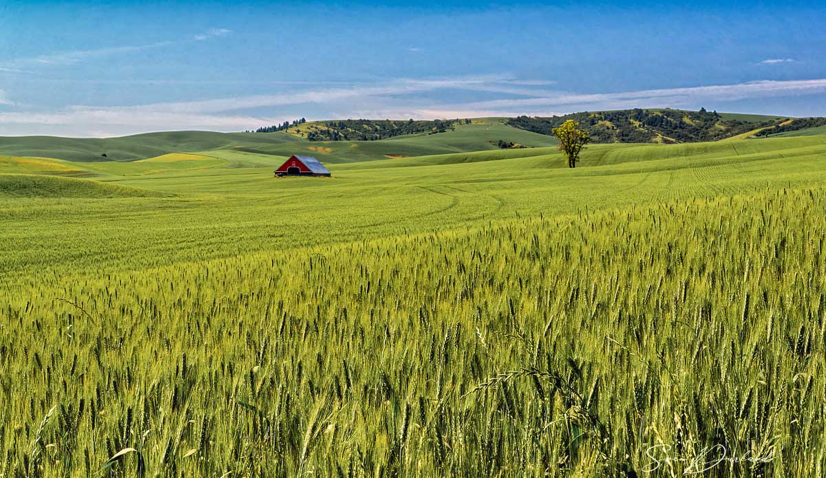 wheat field in the Palouse