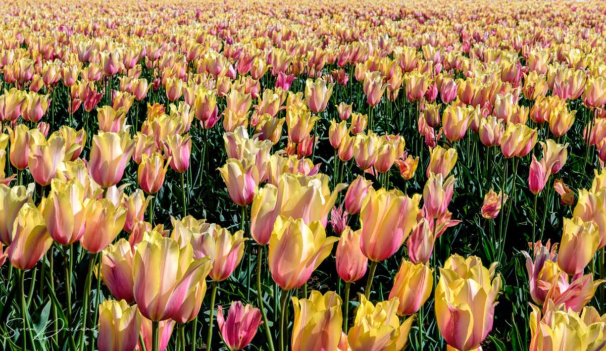 Tulip field, Oregon