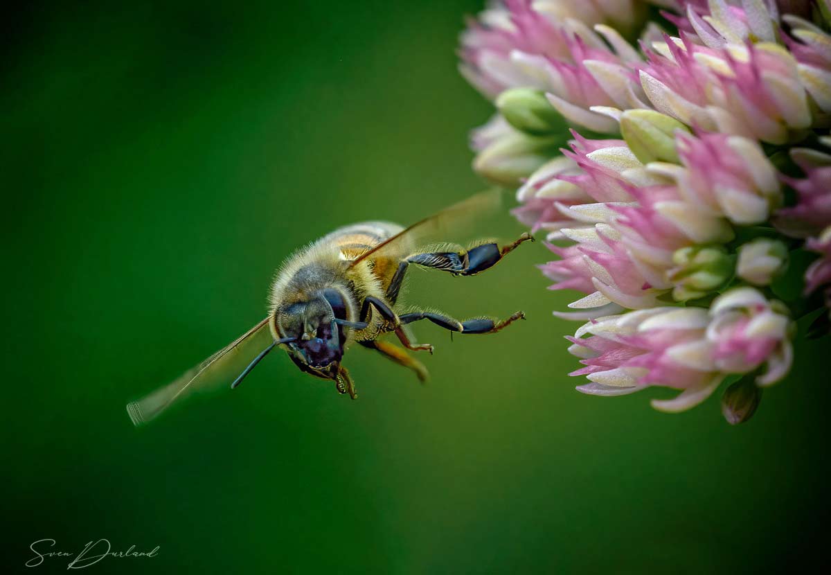 Flying bee close-up