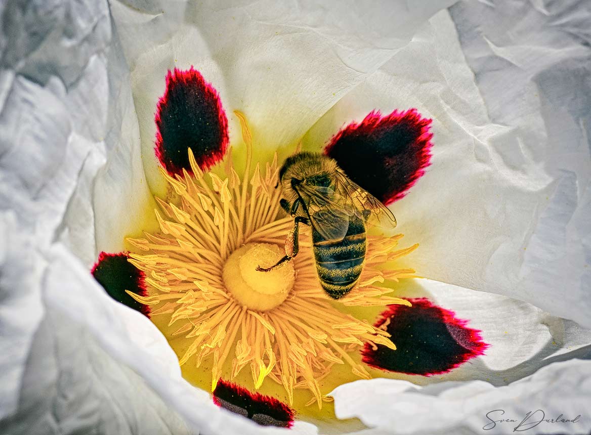 White flower with bee close-up