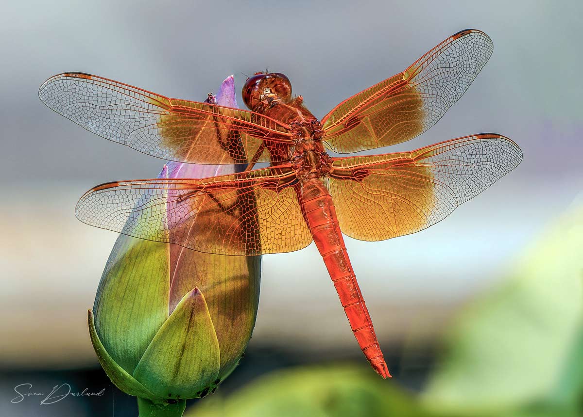 Red-veined Darter on Lotus flower bud, close-up