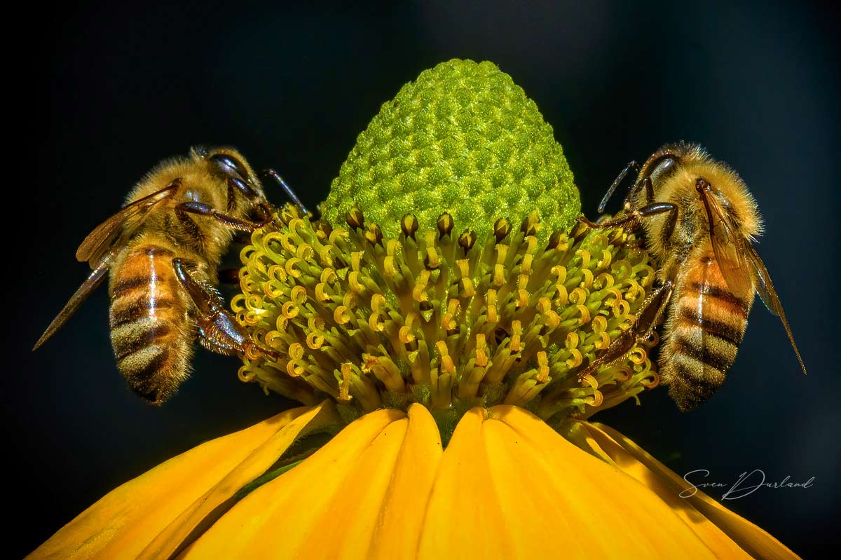 Close-up of two bees on a Rudbeckia flower