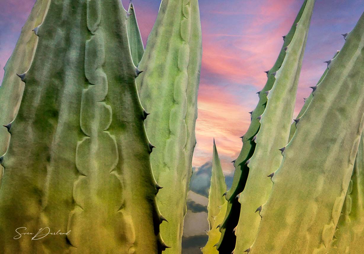 Agave at sunset