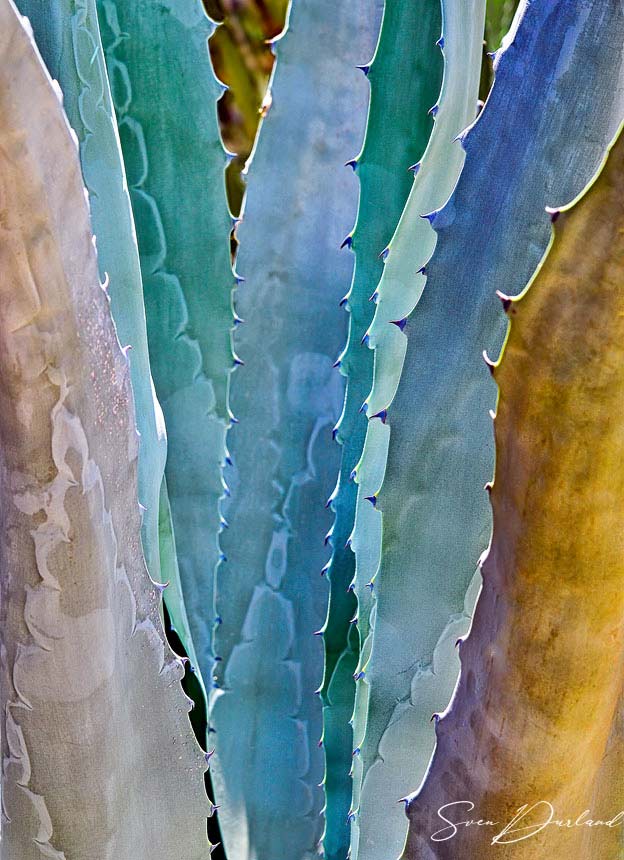 Layered Agave 