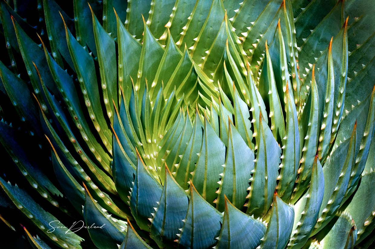 Spiral Spiked Agave