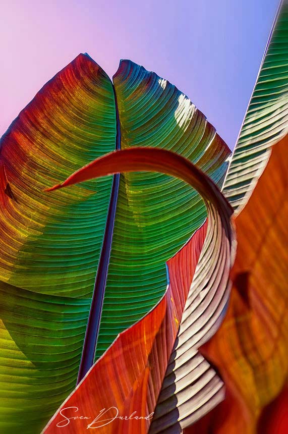 Banana leaves