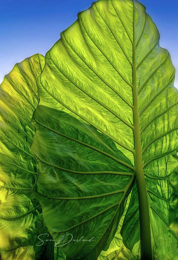 Elephant Ear leaves