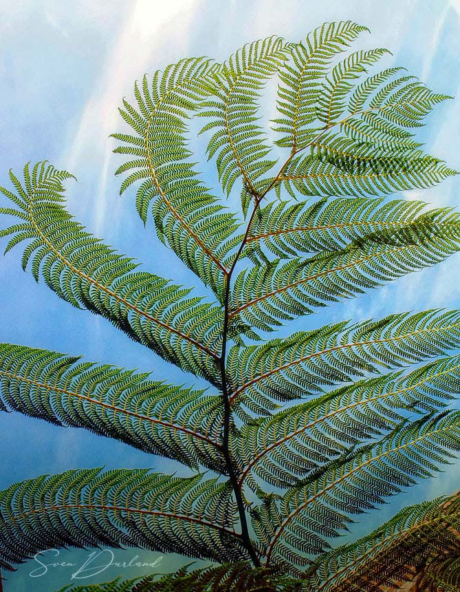 Tree fern leaves