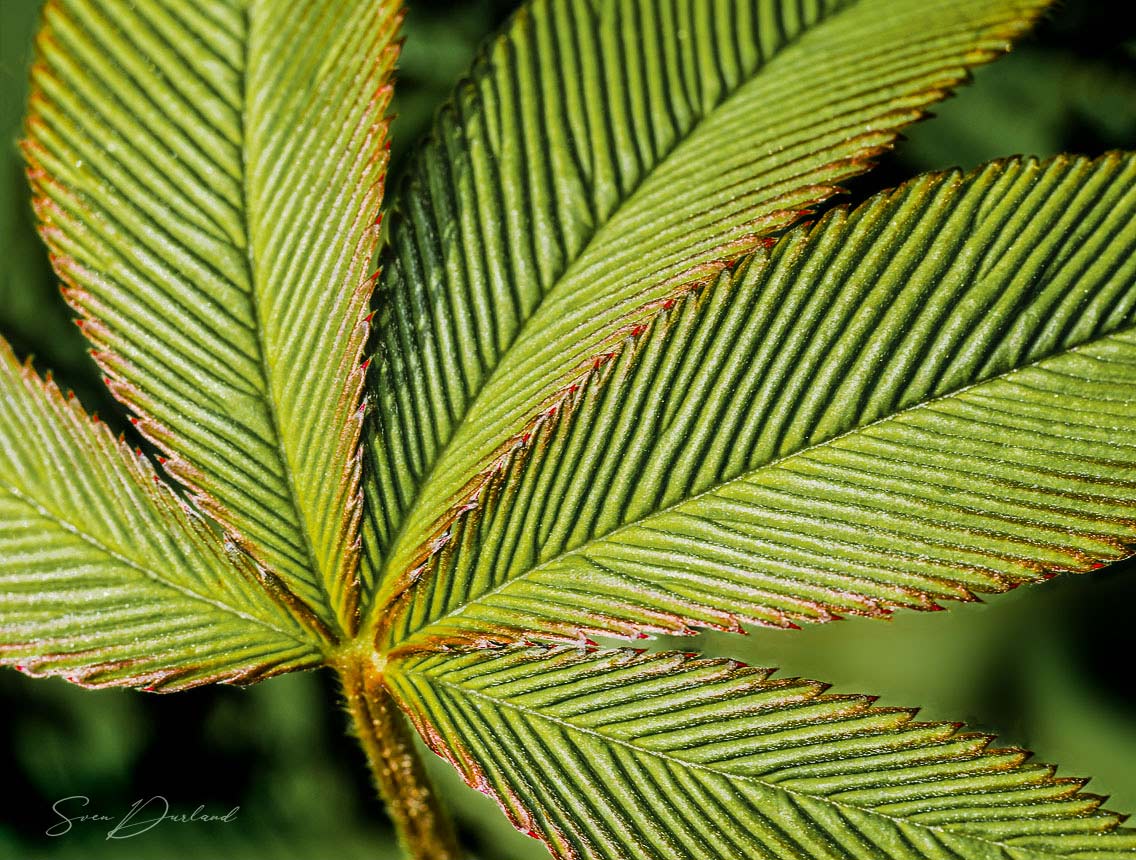 Textured leaves