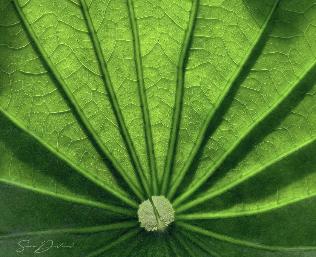 Lotus Leaf- underside