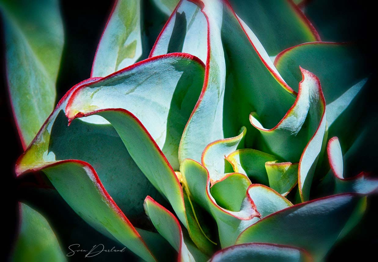 Succulent leaves