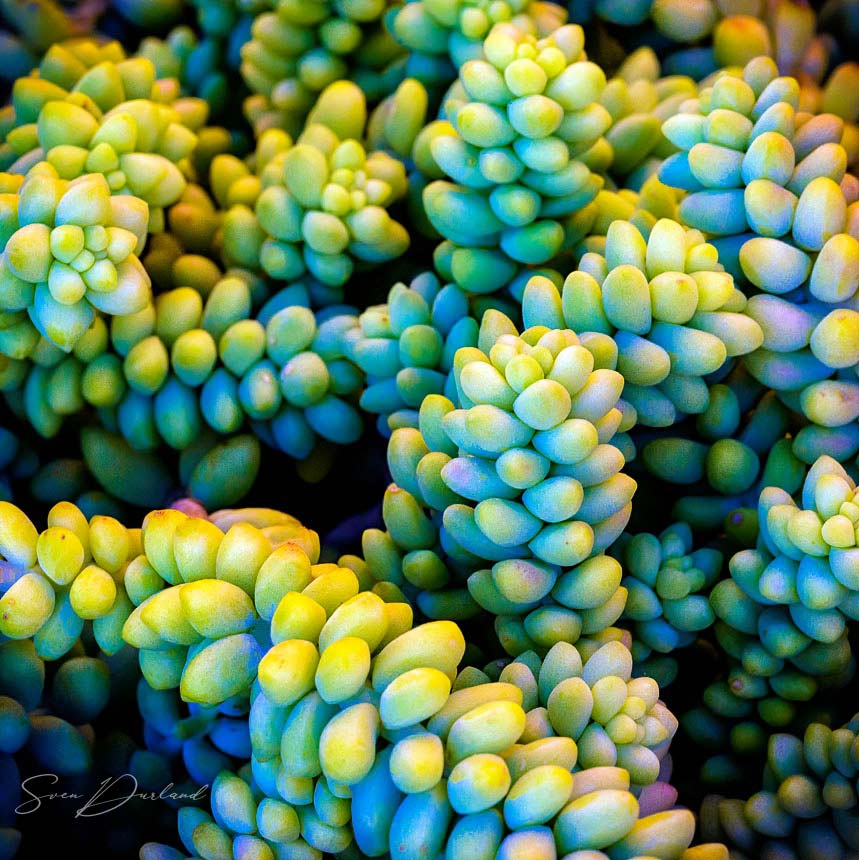 Succulent leaves