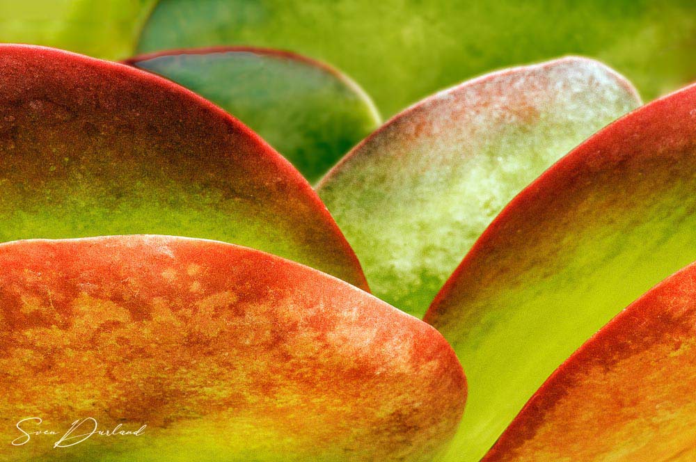 Succulent leaves