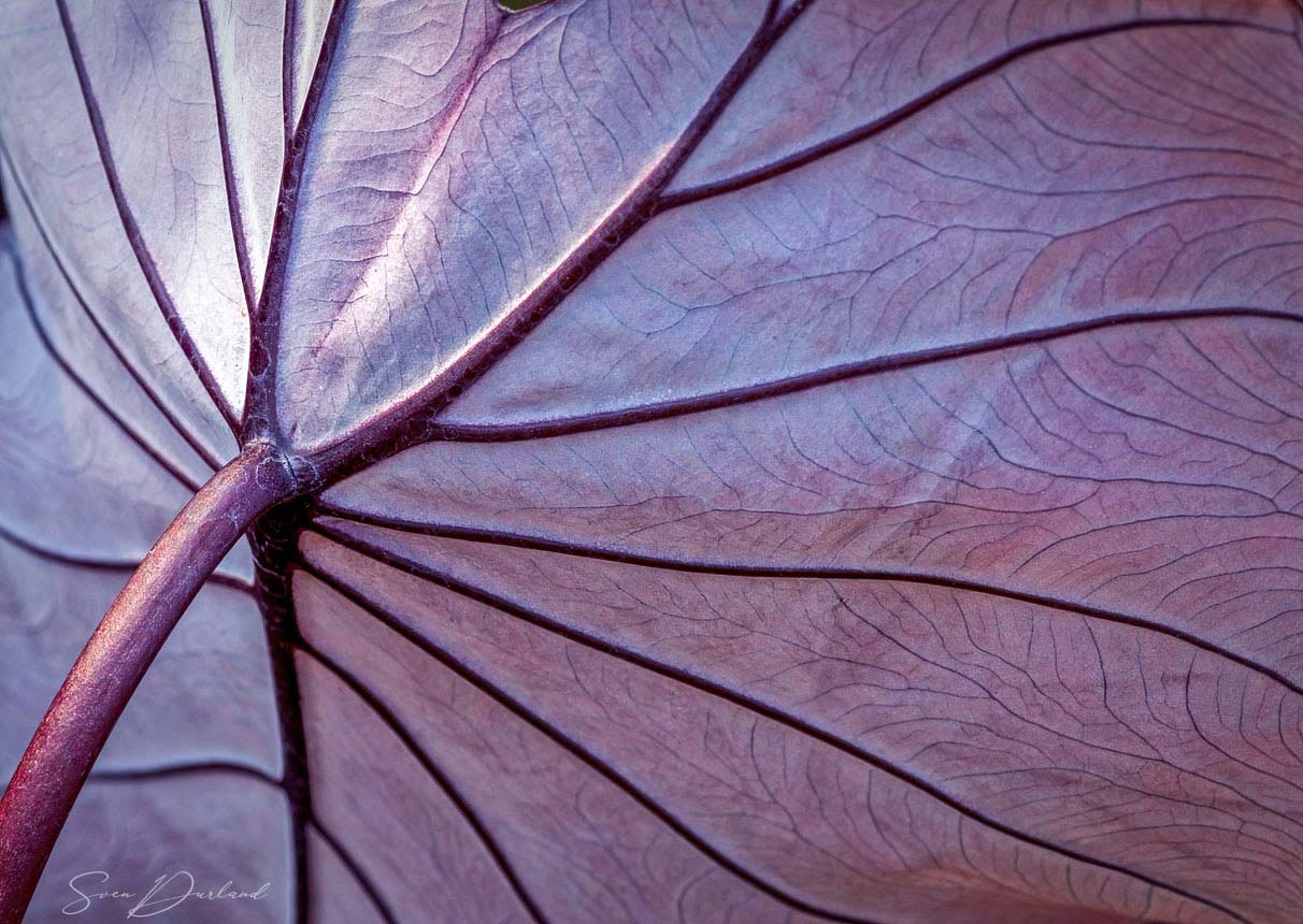 Large leaf texture