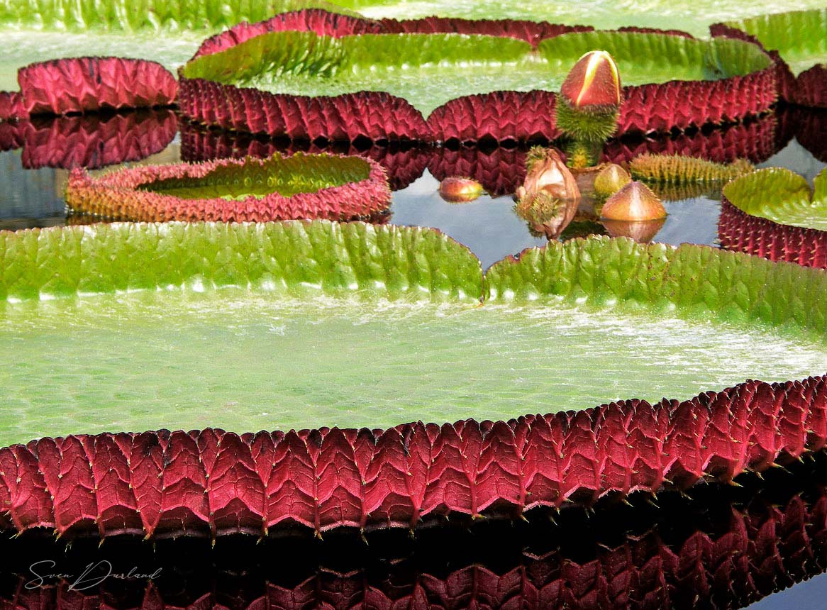 Victoria water lily leaves