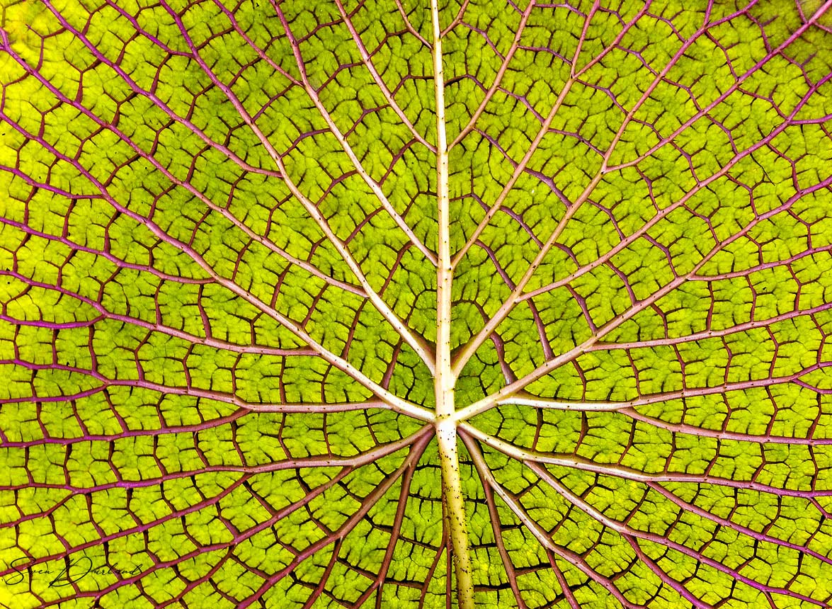 Victoria water lily leaves - back