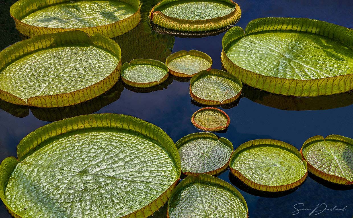 Victoria water lily leaves