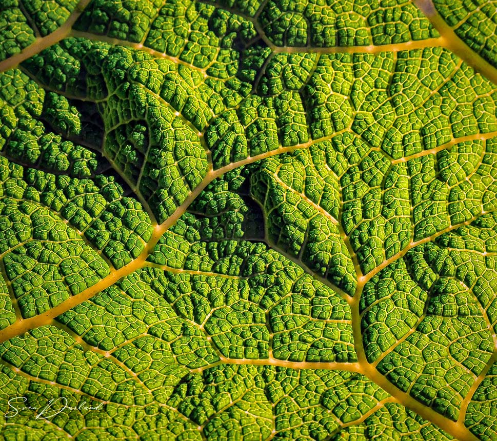 Gunnera leaf