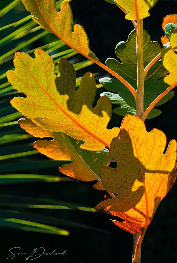 Yellow leaves