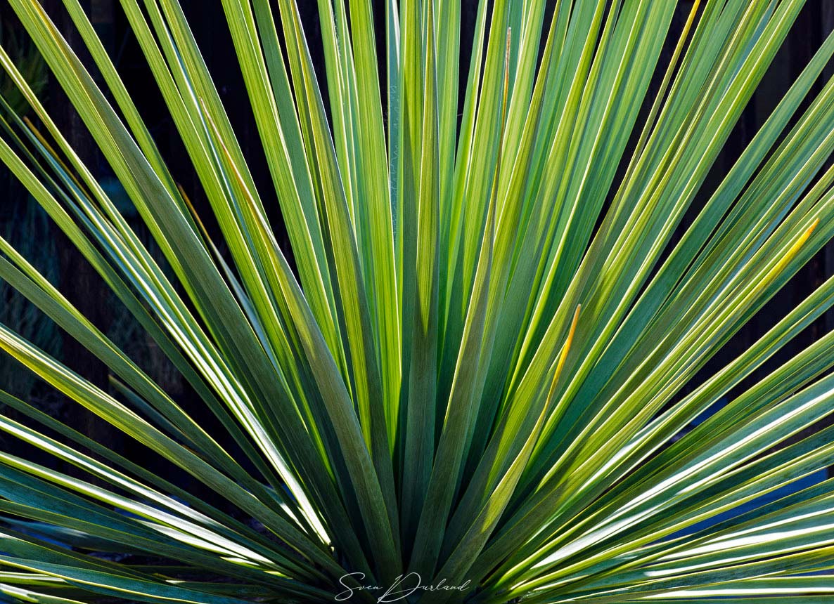 Yucca leaves