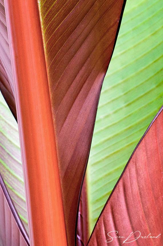 Banana leaves