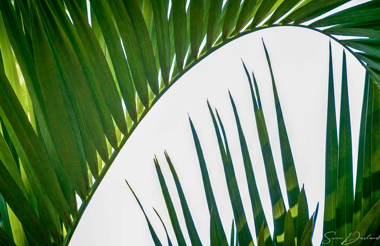 Palm leaves