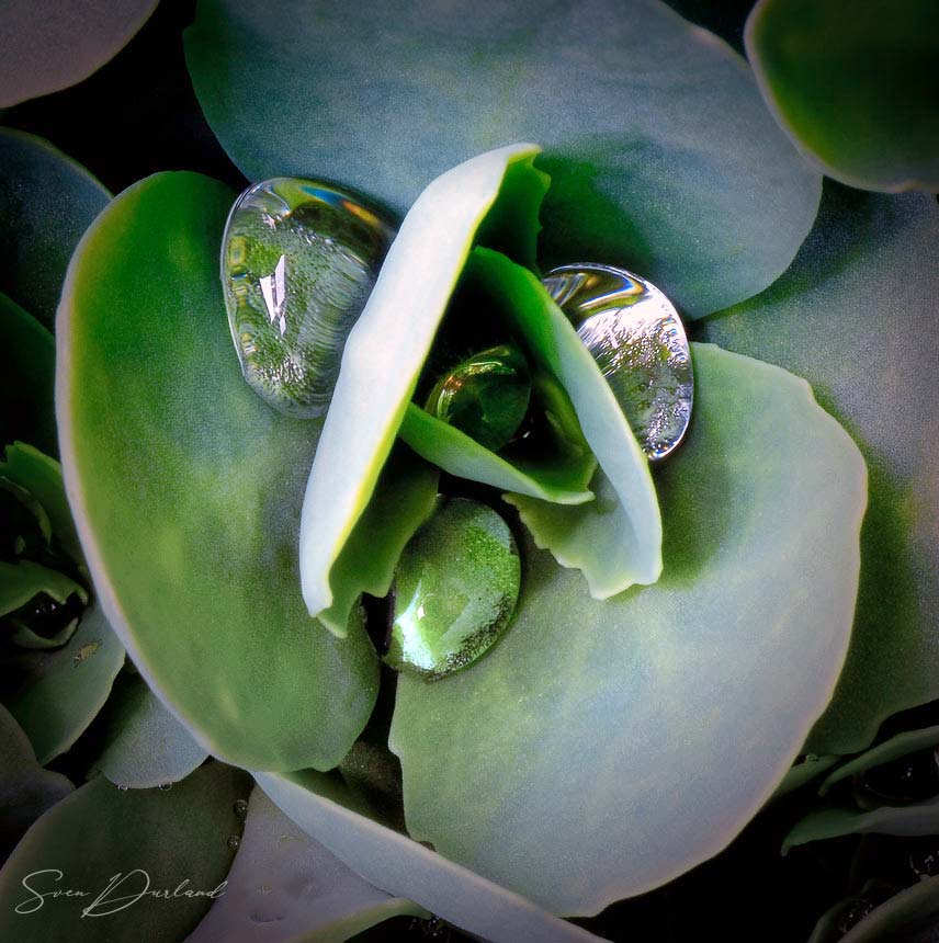 Sedum with water drops