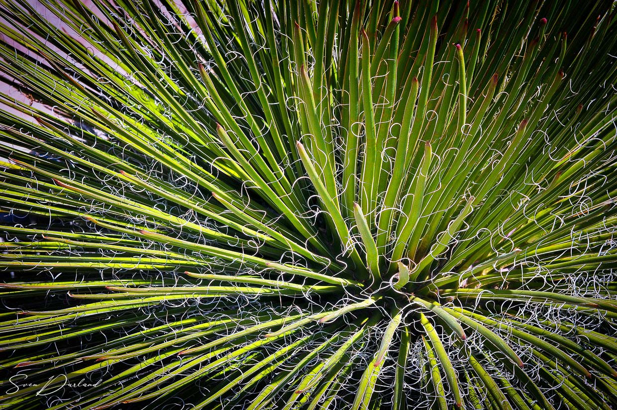 Yucca leaves