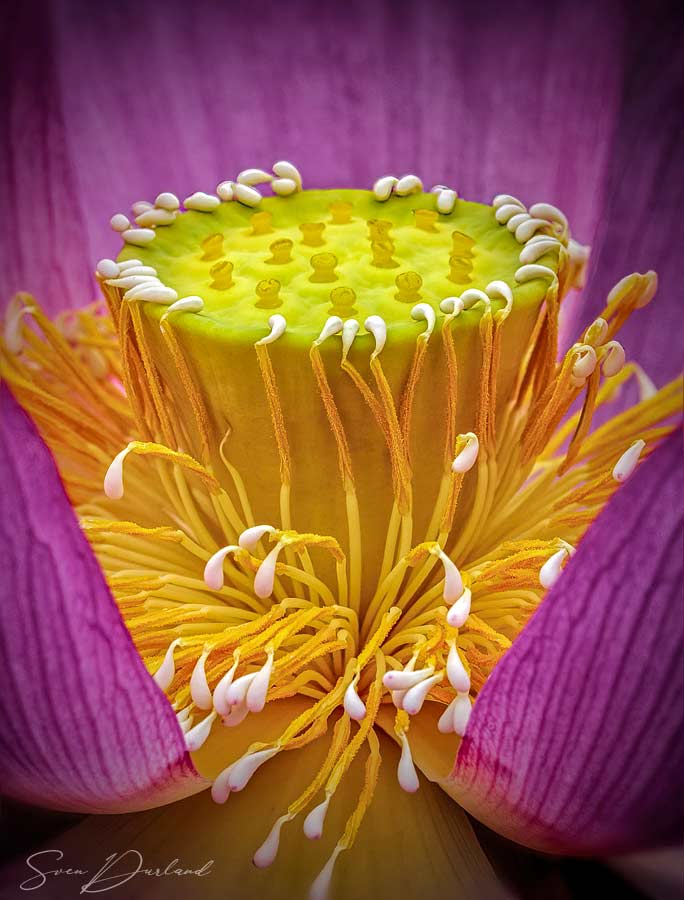 Lotus Flower close up