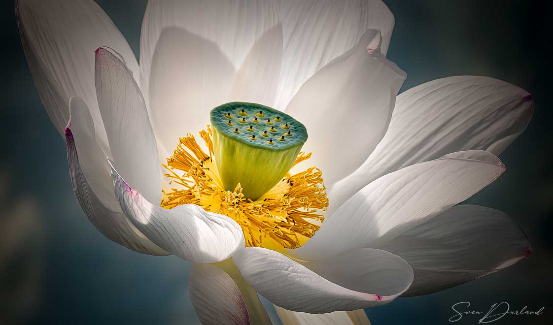 White Lotus flower close-up