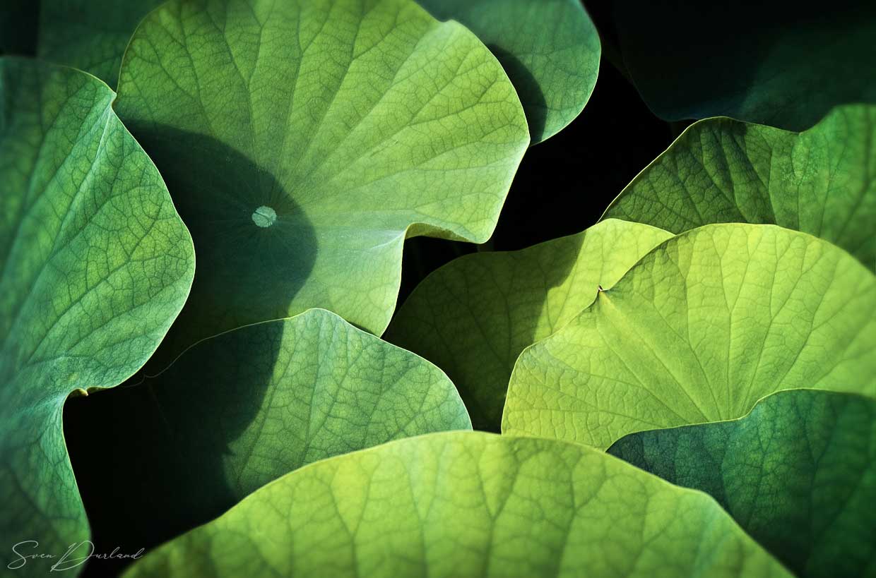 Lotus leaves