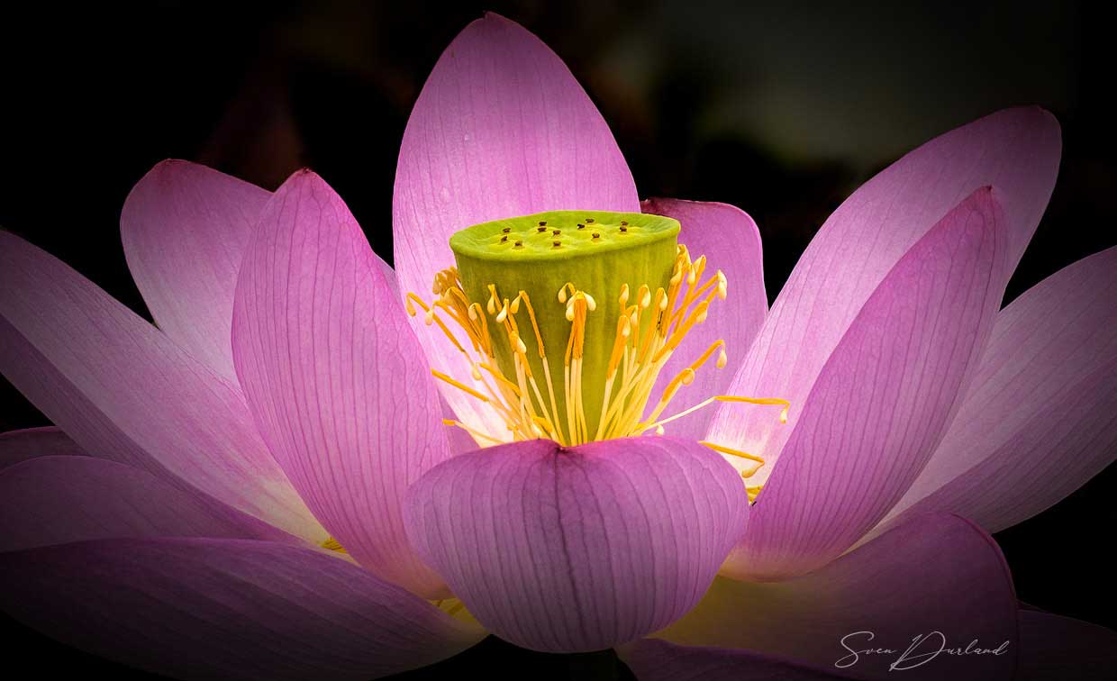 Lotus flower close-up