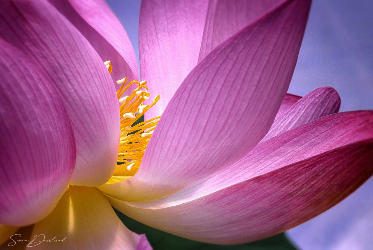 Lotus flower close-up