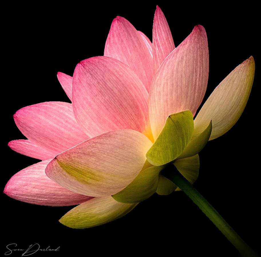 Lotus flower close-up