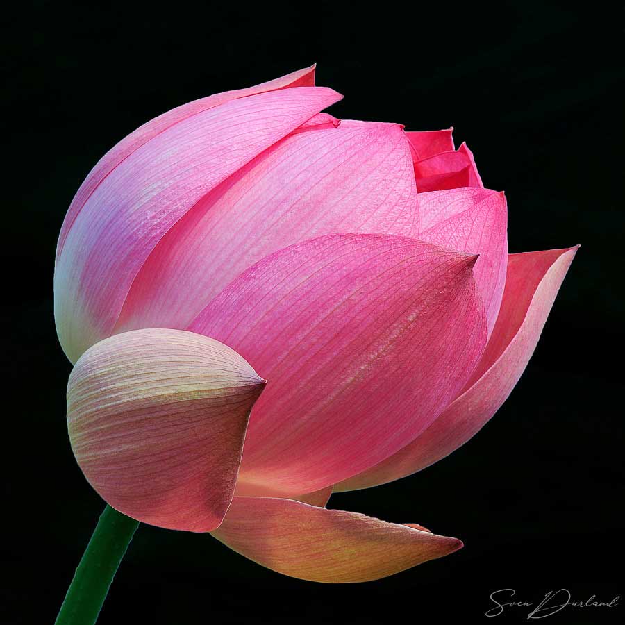 Lotus Flower contemporary