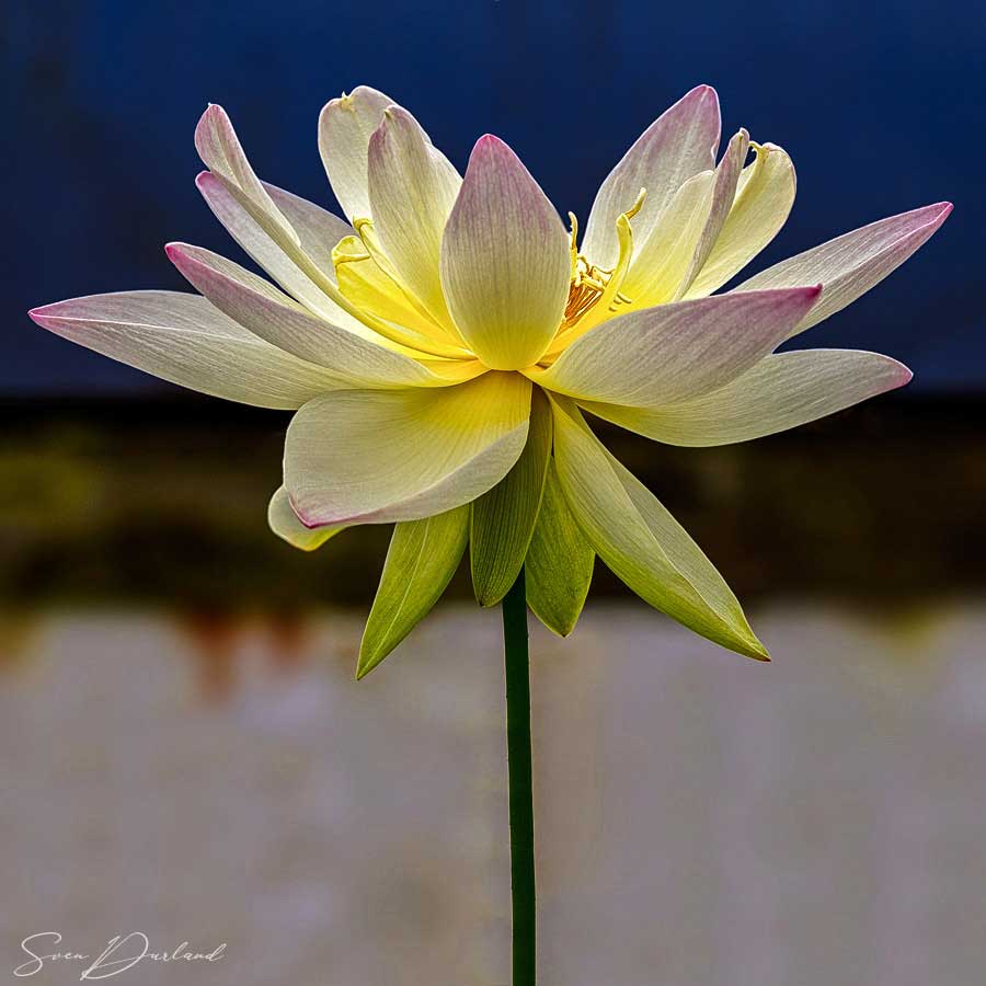 White Lotus flower close-up