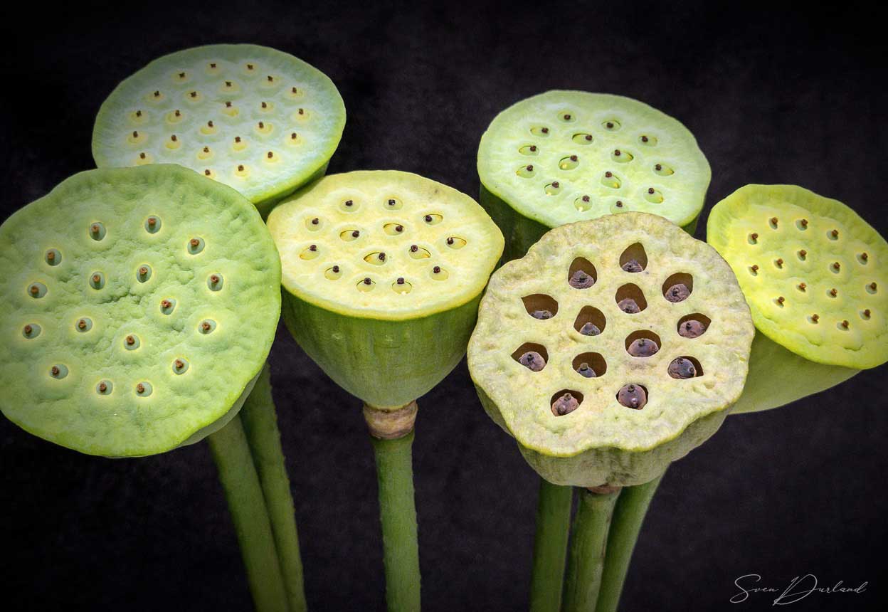 Lotus seed pods