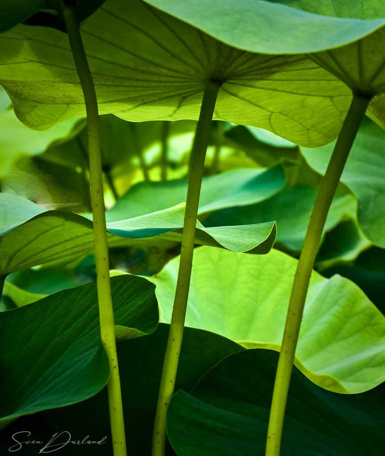 Lotus leaves